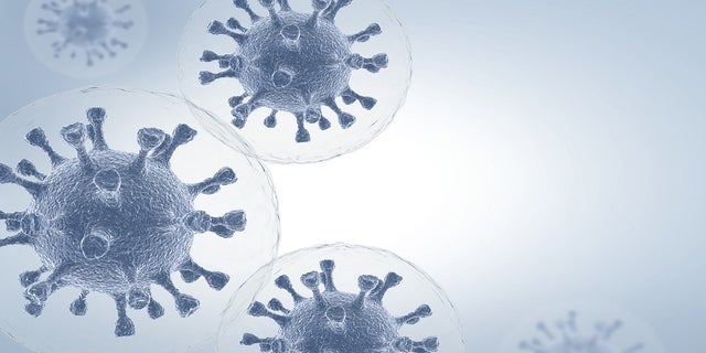 Microscopic view of the virus.