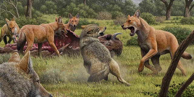 Somewhere in Southwestern North America during the late Pleistocene, a pack of dire wolves (Canis dirus) are feeding on their bison kill, while a pair of gray wolves (Canis lupus) approach in the hopes of scavenging. One of the dire wolves rushes in to confront the grey wolves, and their confrontation allows a comparison of the bigger, larger-headed and reddish-brown dire wolf with its smaller, gray relative. (Mauricio Antón/Nature)