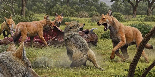 Somewhere in southwestern North America during the late Pleistocene, a herd of wolves (Canis dirus) feeds their bison, while a few gray wolves (Canis lupus) approach in hopes of removing them.  One of the horrible wolves storms in to confront the gray wolves, and their confrontation makes a comparison of the larger, larger and auburn wolf with its smaller, gray family member possible.  (Mauricio Antón / Nature)