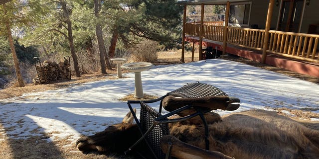 "Thanks to the local resident in Idledale who reported this cow elk with a lawn chair stuck around its neck and front legs, wildlife officer Joe Nicholson was able to help her out," tweeted Colorado Parks and Wildlife. Colorado Elk rescued: tangled in lawn chair frame, follow New Without Politics, NWP, news other than politics, unbiased, about animals and wildlife rescues