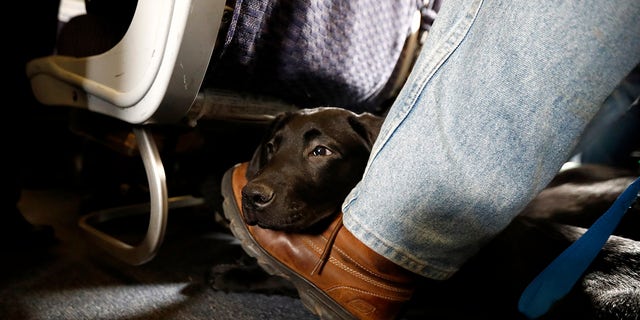 FILE - In this file photo from April 1, 2017, a service dog named Orlando rests on the foot of his trainer, John Reddan, of Warwick, NY, sitting on a United Airlines plane at Newark International Freedom Airport during training exercise in Newark, NJ American Airlines bans emotional support animals on the move, which will force most owners to pay extra if they want their pets to travel with them.  The airline said on Tuesday, January 5, 2021 that it will allow animals for free in the cabin only if they are trained service dogs.  The change takes effect on Monday, although passengers who have already purchased tickets can fly with a companion until February 1st.  (AP Photo / Julio Cortez, File)