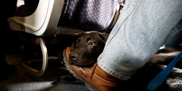 FILE- In this April 1, 2017, file photo, a service dog named Orlando rests on the foot of its trainer, John Reddan, of Warwick, N.Y., while sitting inside a United Airlines plane at Newark Liberty International Airport during a training exercise in Newark, N.J. American Airlines is banning emotional-support animals in a move that will force most owners to pay extra if they want their pets to travel with them. The airline said Tuesday, Jan. 5, 2021, that it will allow animals in the cabin free of charge only if they are trained service dogs. The change takes effect Monday, although passengers who already bought tickets can fly with a companion animal until Feb. 1. (AP Photo/Julio Cortez, File)