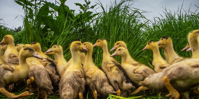 Loic Evain, the government's chief veterinary officer, called the strain "very, very contagious." It cannot harm humans.