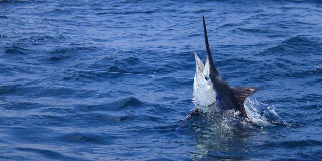 A 507-pound blue marlin (not pictured) was caught off the coast of Kona, Hawaii, earlier this week. (iStock)