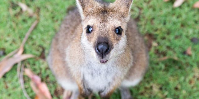 Kangaroos are marsupials that are native to Austrailia. (iStock)