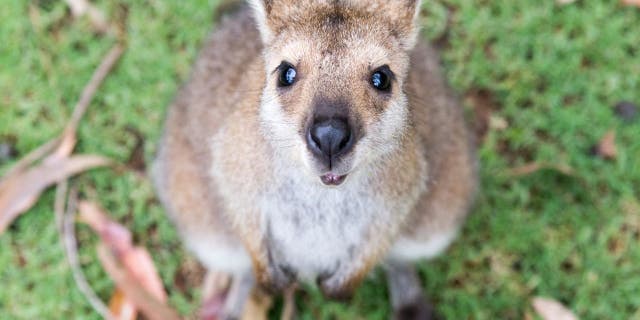 Newborn kangaroo hops aboard American Airways subsidiary in a adorable Instagram video