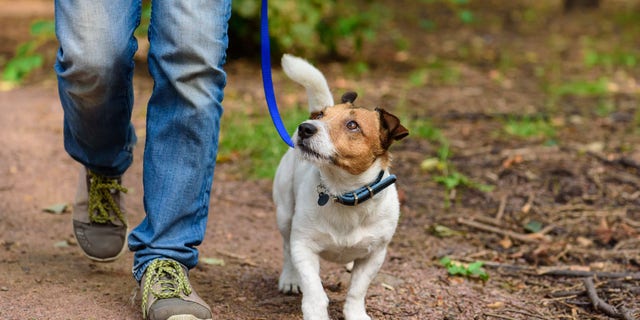 Dog walking might be a contributing factor to keeping neighborhoods safe, according to a new study.