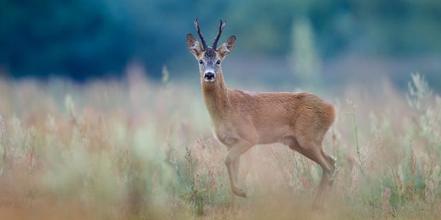 An Atlanta-based hunter said the three dogs that attacked him were in "kind of like a wolf mentality" and "were in a complete frenzy," he said.