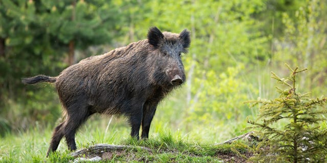 Stephen McDaniel, director of the West Virginia DNR said, "We are so excited to be offering this lottery to resident hunters because there are limited places in West Virginia where you can hunt wild boar."