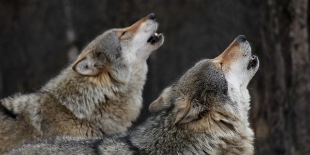 The bills include proposals such as expanding trapping seasons, including wolf licenses with big game combination licenses and even reclassifying the animals as predators.