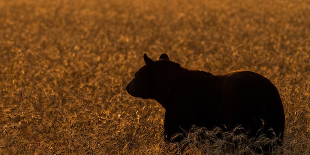 Through the last decade, the average number of bears taken annually in Vermont was 608.