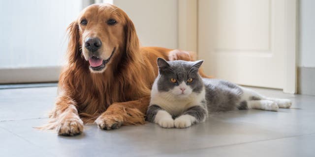 The West Coast is reportedly "cat country" while the East Coast is "dog country," according to Porch.com. (iStock)