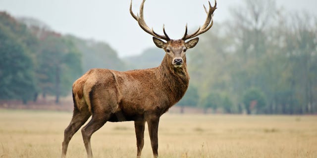 Secondo il <a href ="https://mdc.mo.gov/newsroom/mdc-reports-final-deer-harvest-season-more-296500" target ="_blank">MDC</un>, hunters harvested 296,516 deer this year, including bucks, button bucks and does.