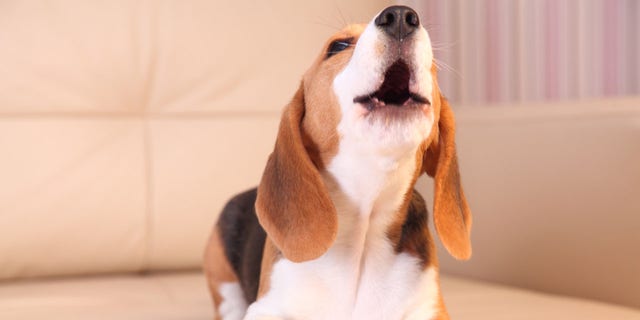 A beagle puppy is shown howling on a white leather sofa in this picture. (iStock)