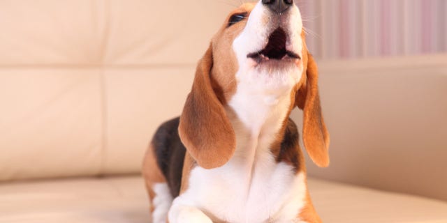 Cachorro Beagle hembra en un sofá de cuero blanco, ladrando, cuatro meses de edad