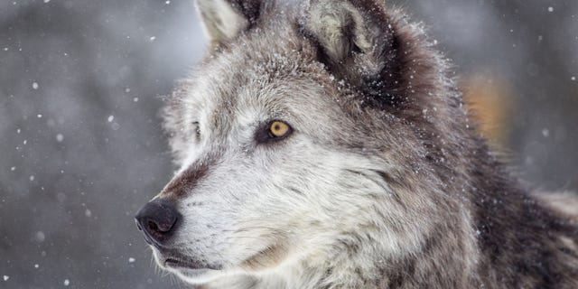 The <a href="https://dnr.wisconsin.gov/topic/hunt/wolf/index.html" target="_blank">Wisconsin Department of Natural Resources</a> announced that it is planning a wolf harvest season for the fall of 2021.