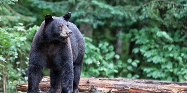 The New Hampshire Department of Fish and Game announced on its website that 1,183 bears were harvested in the 2020 季节.