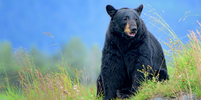 A black bear sitting on a grassy hill. 