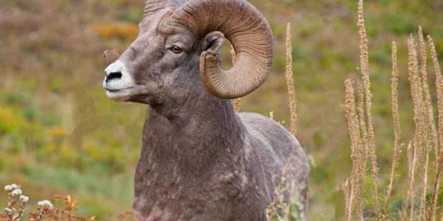 A bill in Montana is hoping to make the process fairer and help more hunters get the opportunity to hunt these animals.