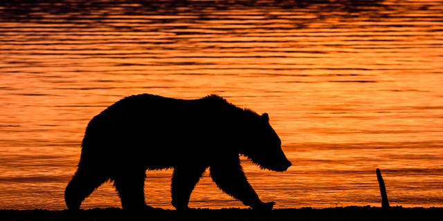 Officials have determined that the bear was about 34-years-old when it was caught in southwestern Wyoming.