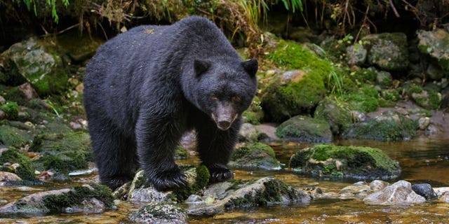 2020's total breaks the previous record, which was set in 2015 with 3,201 bears harvested.