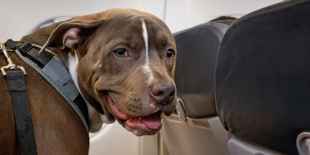 Trained service dogs are still welcome aboard commercial flights, with proof of proper registration.