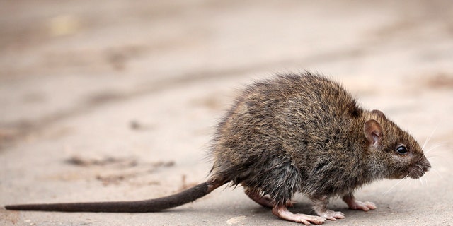 Rodents can become carriers of henipaviruses and other infections.