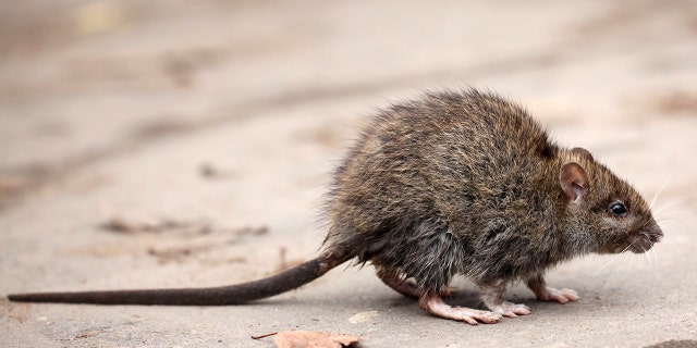 Rodents can become carriers of henipaviruses and other infections.