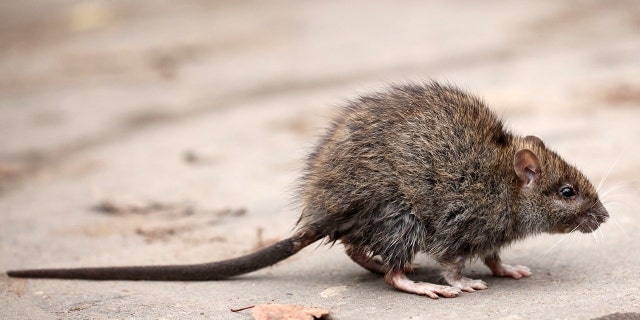 Rodents can be carriers of henipaviruses and other infectious diseases.