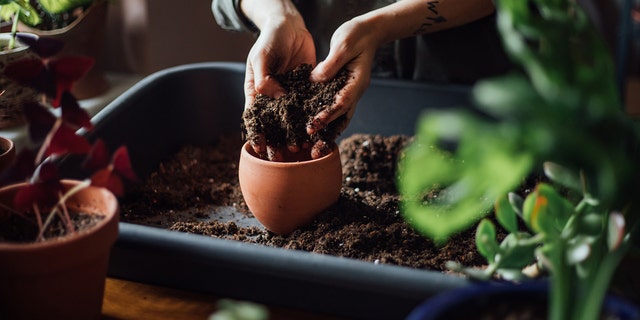 Plants may need to adjust after repotting, and some yellowing isn't uncommon.