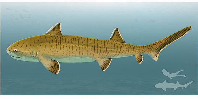 Tentative life reconstruction of the hybodontiform shark Asteracanthus; for scale see silhouettes at the right lower corner (Credit: Sebastian Stumpf/Fabrizio De Rossi).