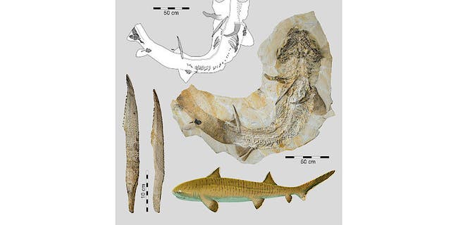 Almost complete skeleton of the hybodontiform shark Asteracanthus recovered from the Late Jurassic Solenhofen limestones in Bavaria, Germany, including close-up view pictures of its dorsal fin spines and tentative life reconstruction (Credit: Sebastian Stumpf; life reconstruction © Fabrizio De Rossi).