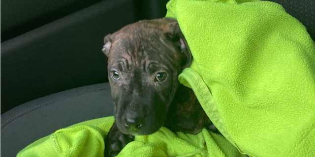 Kinsel wrapped the puppy in a sweatshirt for warmth and other Rumpke workers came to bring her to a veterinarian for treatment. (Rumpke)