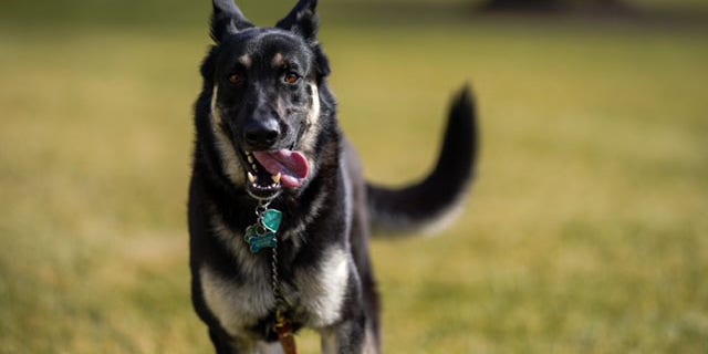 The White House released a series of photos showing both dogs playing on the property.