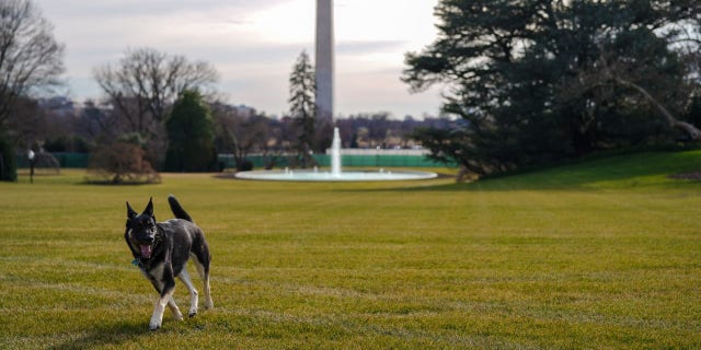 The White House released a series of photos showing the dogs playing on the property, with the Washington Monument visible in the background.