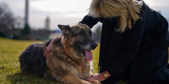 Champ has been with the Biden's since 2008, while Major was rescued in 2018.