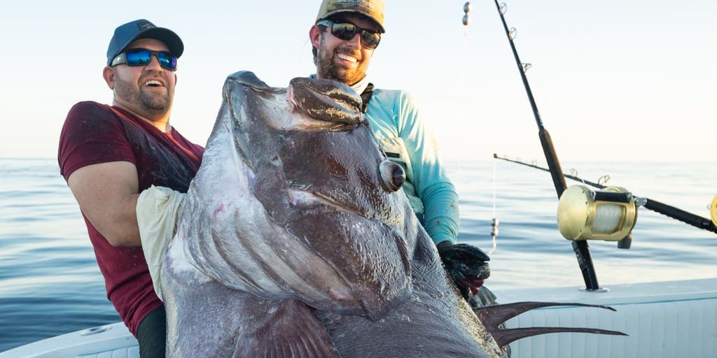 Florida fishermen catch a Warsaw Grouper that was bigger than a man: 'It was a monster' - Vimarsana News