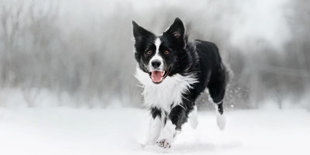 Border Collie Copies Owner and Tries To Break Ice on Lake in Adorable Clip
