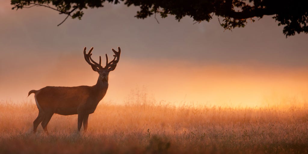 New York hunter sets new state record after tracking deer for almost a full year - Vimarsana News