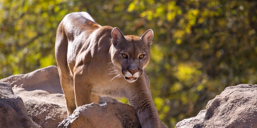 Washington girl, 8, attacked by cougar during family camping trip at Olympic National Park - Vimarsana News