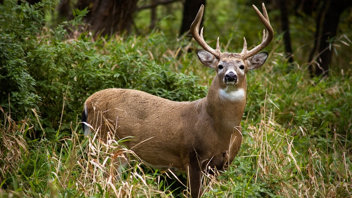 Ohio hunters harvested 197,735 white-tailed deer over the 2020-2021 season. (iStock)