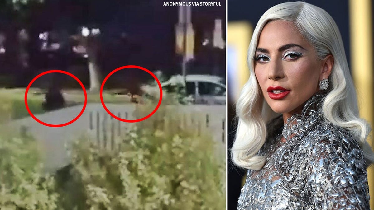 Doorbell cam footage captured the robbery on Lady Gaga's French bulldogs.