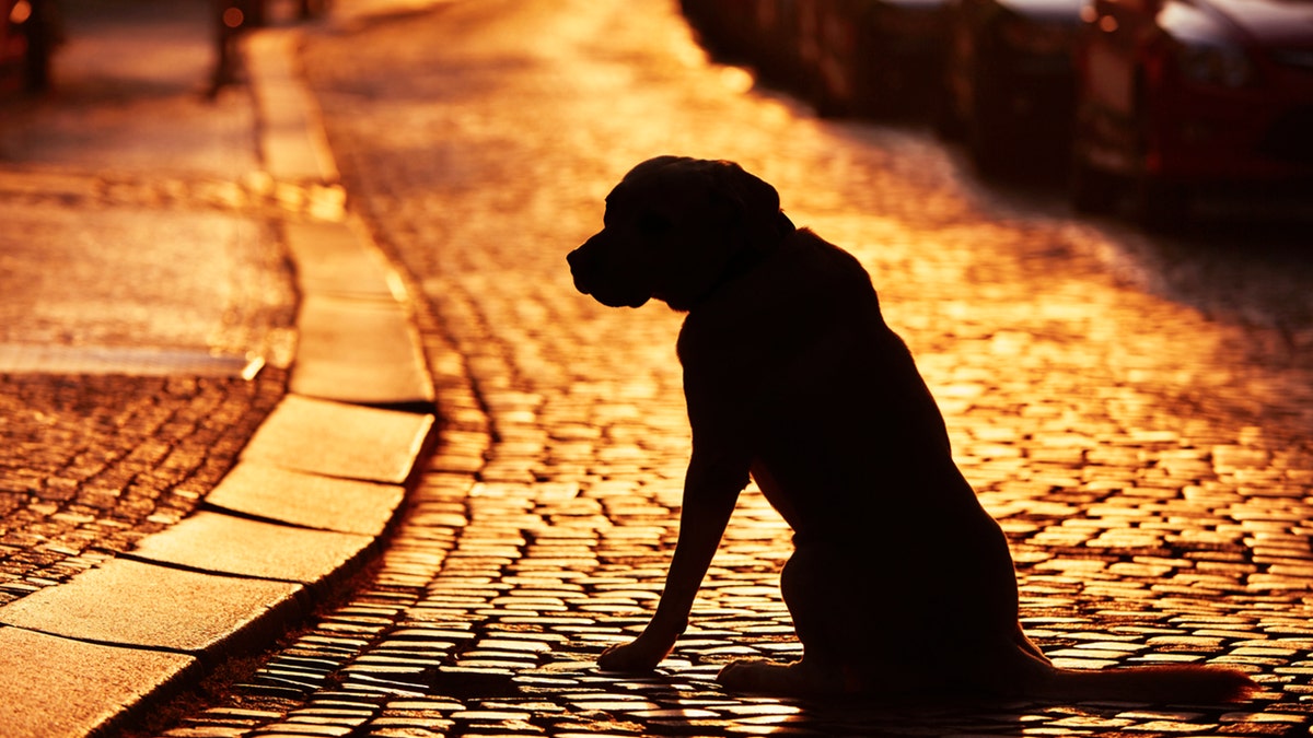 A man and his dog were separated in October after an explosion destroyed their Baltimore home. They were finally reunited last week. (iStock)