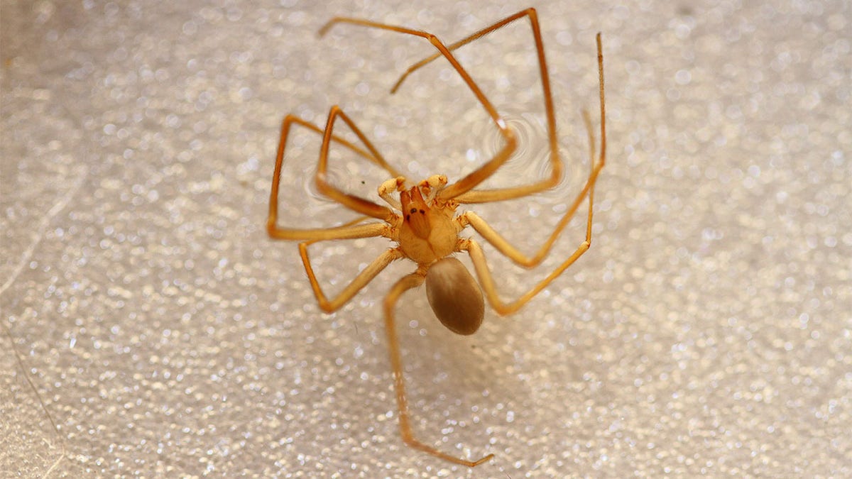 The Mediterranean recluse spider has necrotic venom that can cause minor skin irritation to tissue death, according to experts. - File Photo