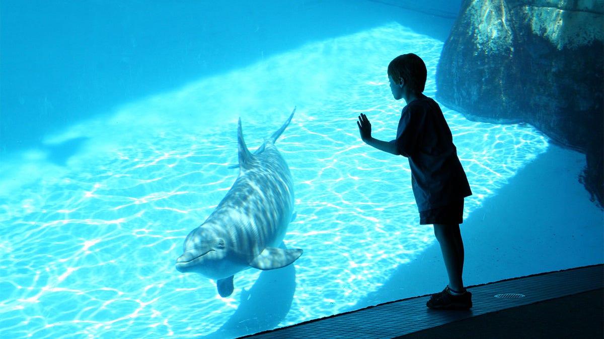 boy and dolphin