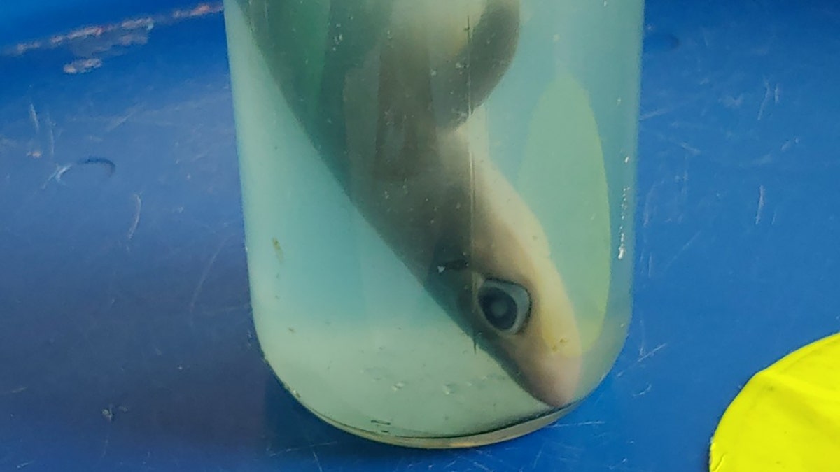 TSA officers relieved a traveler at Syracuse Hancock International Airport of his dead baby shark, which was found floating in a chemical preservative deemed to be too dangerous for air travel.