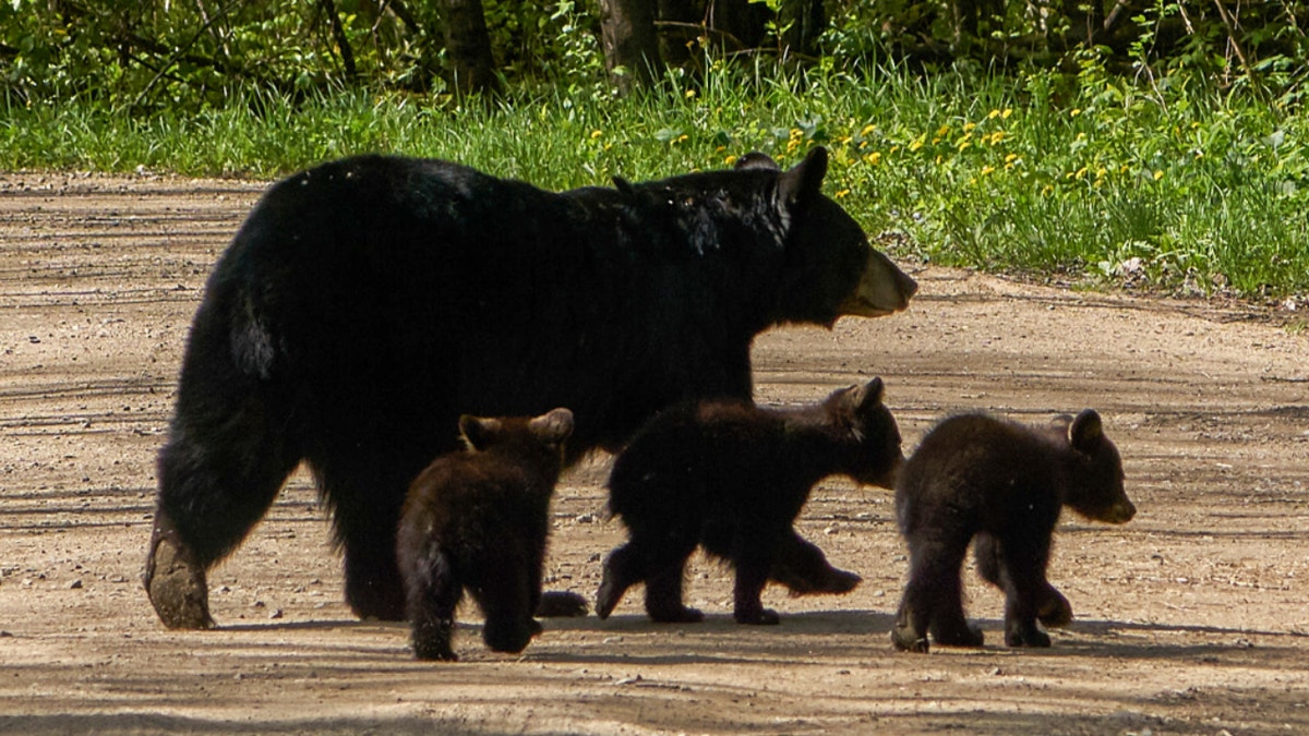 Cute Alert! Bear Cubs Play 'Ring Around the Rosie' in Forest - ABC News