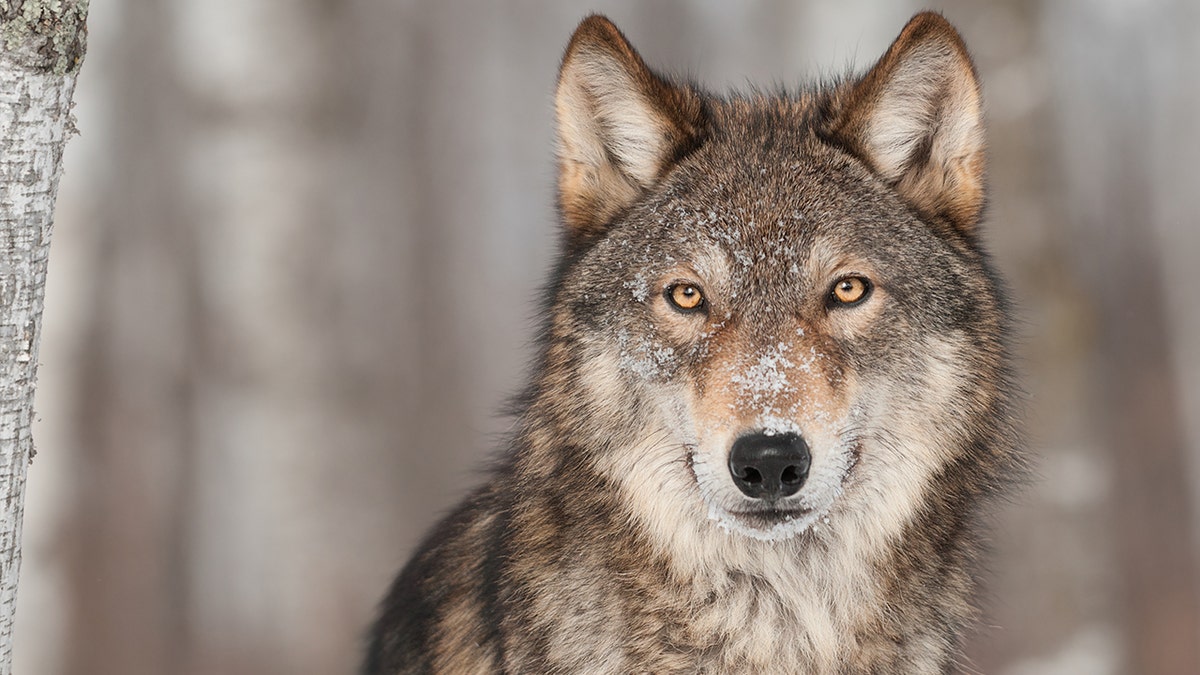 gray wolf headshot photo in forest