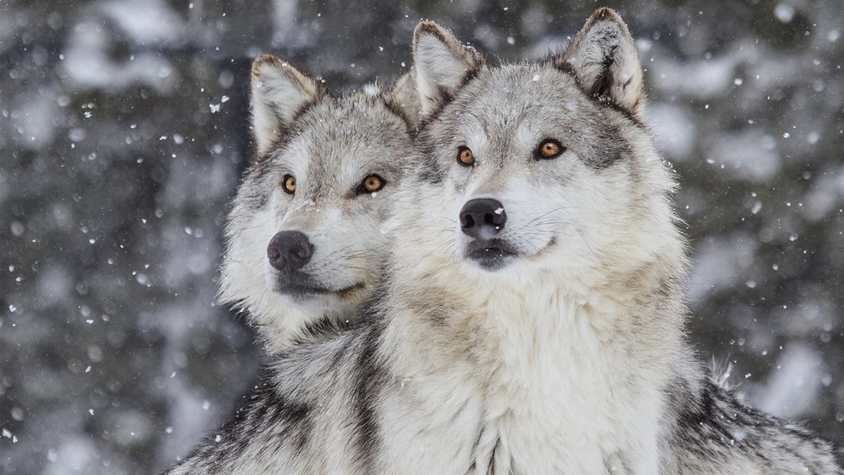Gray wolves were removed from the federal Endangered Species Act under the Trump administration in October 2020.