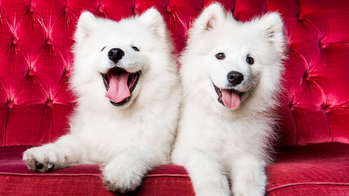 two dogs sitting on red couch